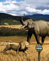A Plan For Reintroducing Megafauna To North America