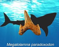 Researchers describe new large prehistoric shark