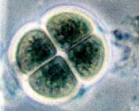 How Vitamin A And Meiosis Split Life In Two