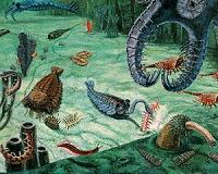 Oxygen linked with the boom and bust of early animal evolution