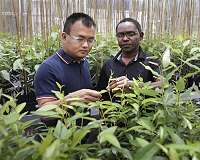 Critical plant gene takes unexpected detour that could boost biofuel yields