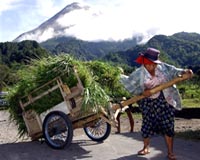 Thousands Flee Feared Indonesia Volcano Eruption