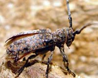 Small Desert Beetle Found To Engineer Ecosystems