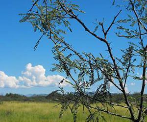 Mesquite trees displacing Southwestern grasslands