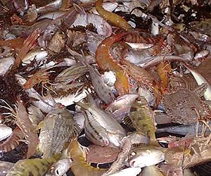 EU fisheries council tackles discard ban
