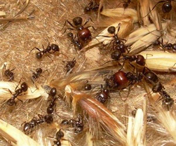 Kenya court fines teens for trying to smuggle protected ants