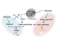 Efficiently producing fatty acids and biofuels from glucose