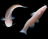 Rare, blind catfish never before found in US discovered in national park cave in Texas