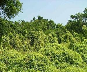 'Mile-a-minute' weed threatens Nepal's jungles