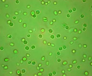 What's the State of America's Biofuel Industry?