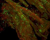 BESC study seeks nature's best biocatalysts for biofuel production