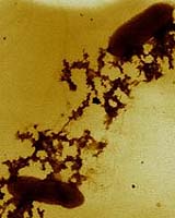 Researchers Discover Microbes Can Produce Miniature Electrical Wires