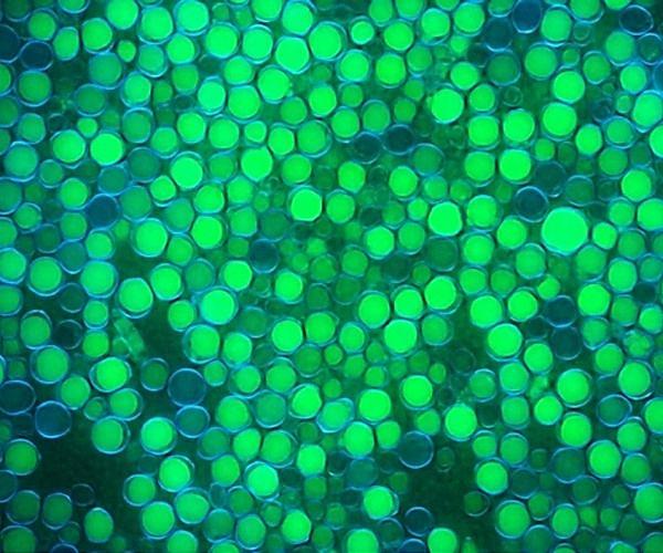 Microbial division of labor produces higher biofuel yields