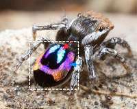 Nature's smallest rainbows, created by peacock spiders, may inspire new optical technology