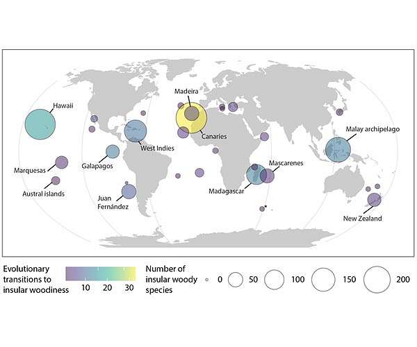 Why plants worldwide became woody