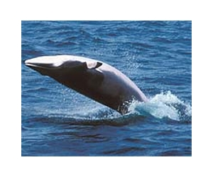 Norway whalers take first whales of hunting season: official