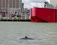 Whale Songs Are Heard For The First Time Around NYC Waters
