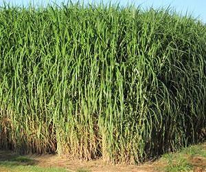 Scientists identify mechanism for regulating plant oil production