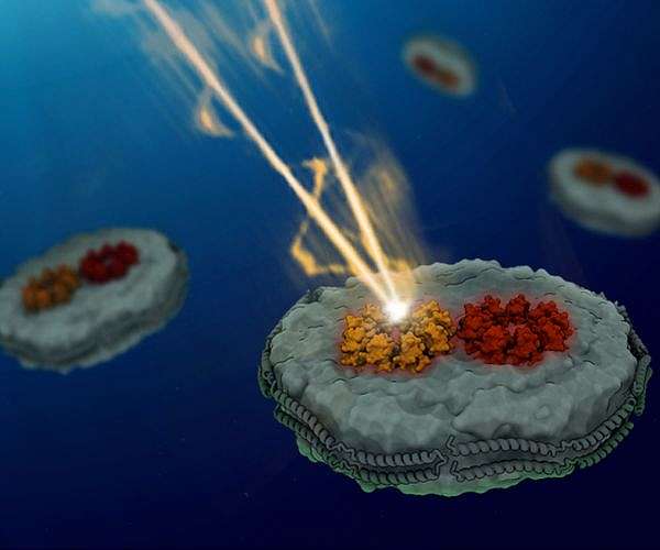 Chemists discover why photosynthetic light-harvesting is so efficient