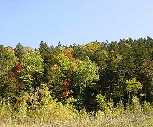Has the idea of 'zero deforestation' lost its meaning
