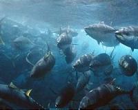 Old fish are rare in today's heavily fished oceans