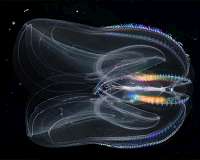 Cannibalism helps comb jellies survive harsh conditions, invade new environs