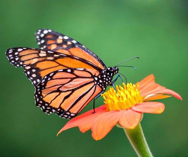 Monarch butterfly public comment reopened to determine Endangered Species Act listing