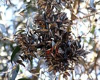 Scientists advocate for monarch butterfly conservation