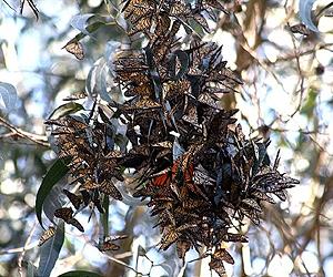 How Monarchs Fly Away Home