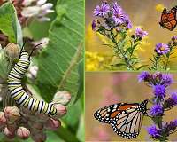 Study: Caterpillars rely less on microbiome than other animals