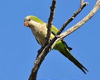 Pretty polly or pests? Dutch in a flap over parakeets