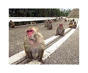 AIDS virus in monkeys much older than thought: study