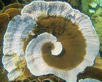Some corals adapting to warming climate