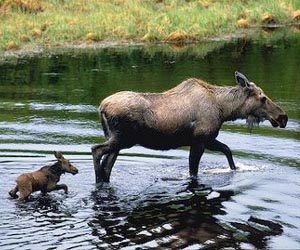 Minnesota cancels moose season