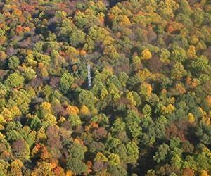 How Forests Cope with more Carbon Dioxide