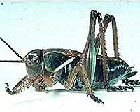 Mass Migration Of Mormon Crickets Driven By Hunger Fear