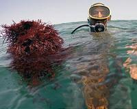 Chile's 'green gold' under threat: agar-agar algae