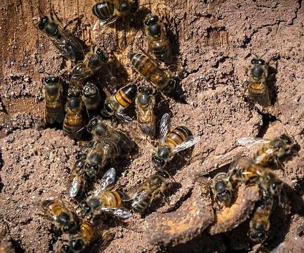 Bees help tackle elephant-human conflict in Kenya