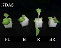 Together, humans and computers can figure out the plant world