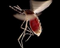 Researcher: Nazis experimented with mosquitoes as weapons
