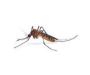 Bad News For Mosquitoes