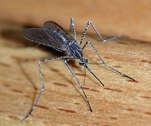 Mosquito-Free