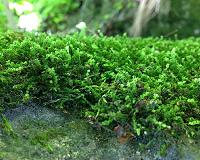 Weathering of rocks by mosses may explain climate effects during the Late Ordovician