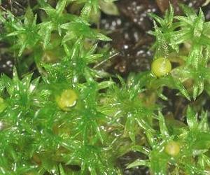 Moss Helps Chart The Conquest Of Land By Plants