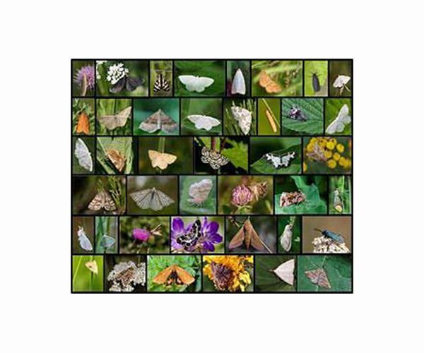 Colombian photographer documents world's largest variety of butterflies