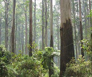 Efficiency in the forest