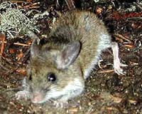 Fossil Shows Poison-Biting Small Mammal