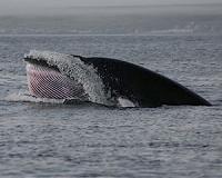 Research details 40 million-year-old family tree of baleen whales