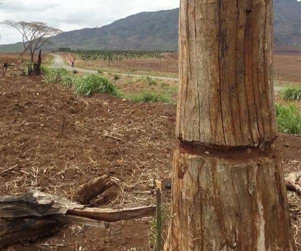 EU list of high deforestation risk nations raises eyebrows