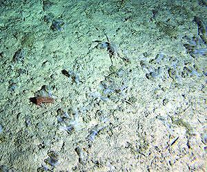 Feast and famine on the abyssal plain